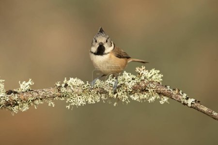 Crested tit in a Mediterranean oak and pine forest at first light of day