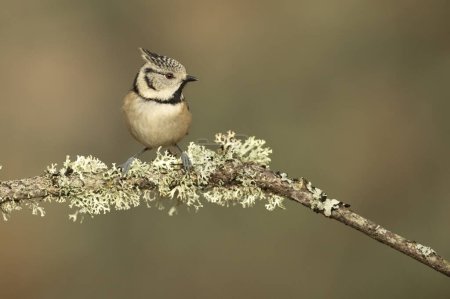 Photo for Crested tit in a Mediterranean oak and pine forest at first light of day - Royalty Free Image