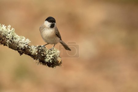 Téléchargez les photos : Marsh tit in a Euro-Siberian forest of oak, beech and pine with the last light of the afternoon - en image libre de droit