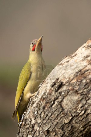 Adult male Green woodpecker on the trunk of a beech tree within a Euro-Siberian forest of oaks and oaks with the last light of the day