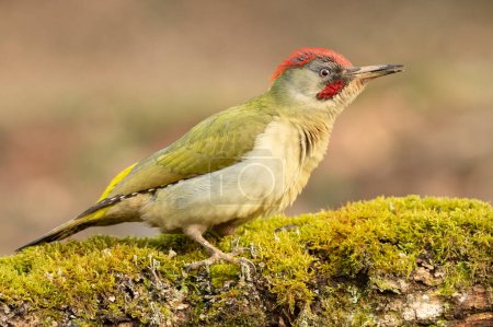 Adult male Green woodpecker on the trunk of a beech tree within a Euro-Siberian forest of oaks and oaks with the last light of the day