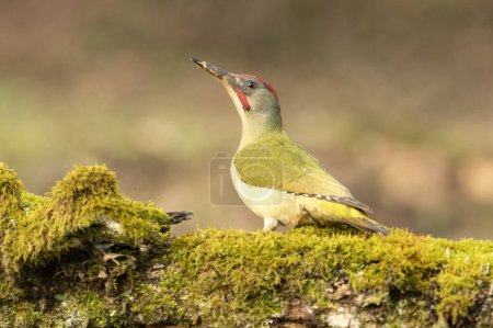 Hombre adulto Pájaro carpintero verde en el tronco de un haya dentro de un bosque eurosiberiano de robles y robles con la última luz del día