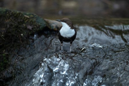 Dipper male in a mountain river before the sun rises in the mating season waiting for the female