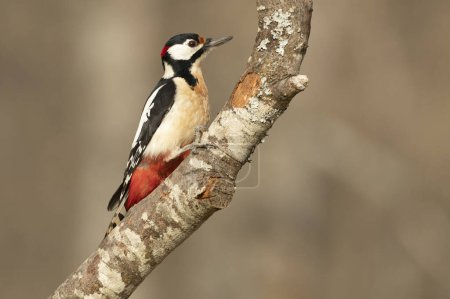 Photo for Male Great spotted woodpecker in a Eurosiberian beech and oak forest with the last light of the afternoon - Royalty Free Image