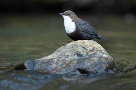 Dipper macho en un río de montaña antes de que salga el sol en la temporada de apareamiento esperando a la hembra