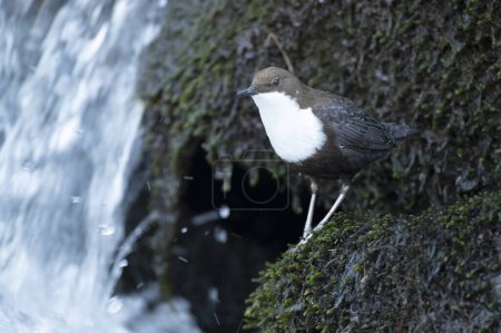 Dipper macho en un río de montaña antes de que salga el sol en la temporada de apareamiento esperando a la hembra