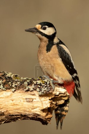 Female Great spotted woodpecker on the trunk of an oak tree within a Euro-Siberian beech and oak forest with the last light of the day