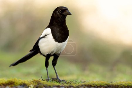 Common magpie in a Mediterranean forest with the first morning lights in a Mediterranean oak and pine forest