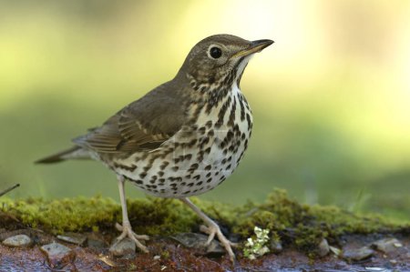 Photo for Song thrush in a Mediterranean forest with the first morning lights near a water point - Royalty Free Image