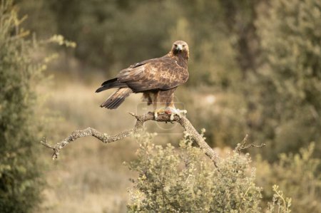 Águila dorada macho adulto se posa en un bosque mediterráneo de pinos y robles a primera hora de la luz en un frío día de invierno