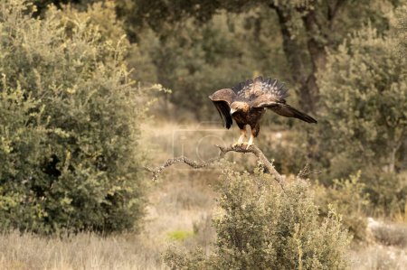 Águila dorada macho adulto se posa en un bosque mediterráneo de pinos y robles a primera hora de la luz en un frío día de invierno