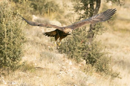 Águila dorada macho adulto volando en un bosque mediterráneo de pinos y robles a primera luz en un frío día de invierno