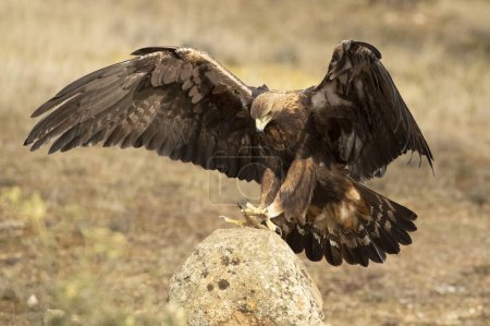 Águila Dorada llegando a su percha favorita dentro de su territorio en un bosque mediterráneo a primera hora de la mañana