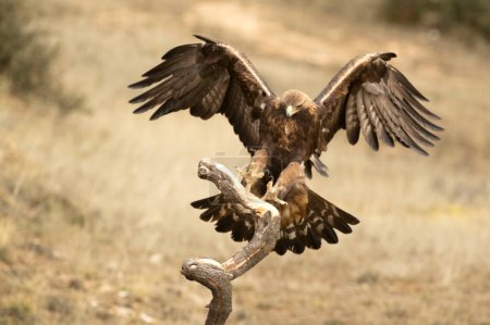 Águila Dorada llegando a su percha favorita dentro de su territorio en un bosque mediterráneo a primera hora de la mañana