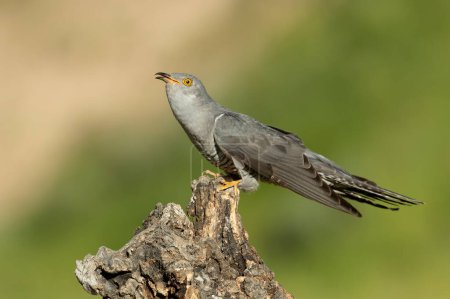 Common Cuckoo on his favorite watchtower with the last lights of a spring day in a Mediterranean forest