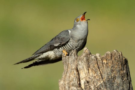 Photo for Common Cuckoo on his favorite watchtower with the last lights of a spring day in a Mediterranean forest - Royalty Free Image