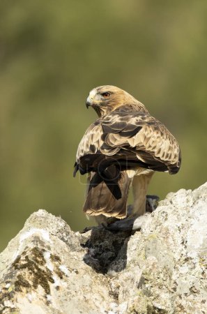 Booted Eagle male in pale phase in a Mediterranean forest at first light of day