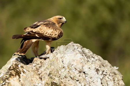 Águila arrancada macho en fase pálida en un bosque mediterráneo a primera hora del día
