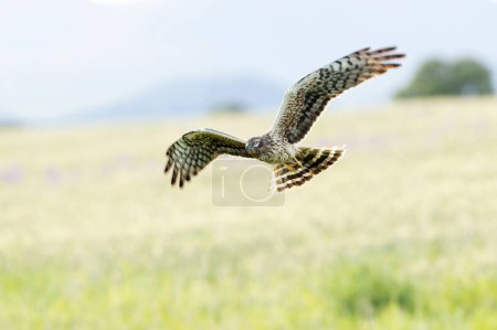 Foto de La hembra de Montagu volando a su territorio de cría en una estepa de cereales a la primera luz de un día de primavera - Imagen libre de derechos