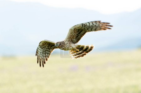 Foto de La hembra de Montagu volando a su territorio de cría en una estepa de cereales a la primera luz de un día de primavera - Imagen libre de derechos
