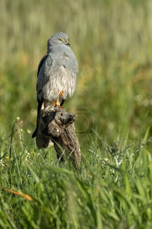 Foto de Portero macho adulto de Montagu en su torre de vigilancia favorita dentro de su territorio de cría en una estepa de cereales a la primera luz de un día de primavera - Imagen libre de derechos