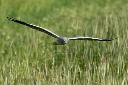 Foto de Harrier macho de Montagu volando en su territorio de cría en una estepa de cereales con la última luz del día - Imagen libre de derechos