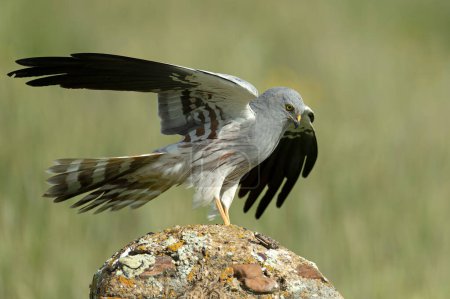 Foto de Portero macho adulto de Montagu en su torre de vigilancia favorita dentro de su territorio de cría en una estepa de cereales a la primera luz de un día de primavera - Imagen libre de derechos