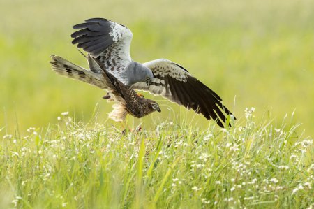 Foto de Harrier de Montagu macho y hembra copulando durante la temporada de apareamiento en una estepa de cereales con la última luz del día - Imagen libre de derechos