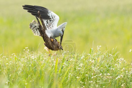 Foto de Harrier de Montagu macho y hembra copulando durante la temporada de apareamiento en una estepa de cereales con la última luz del día - Imagen libre de derechos