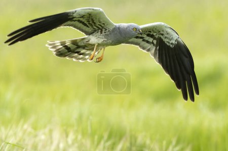 Foto de Harrier macho de Montagu volando en su territorio de cría en una estepa de cereales con la última luz del día - Imagen libre de derechos