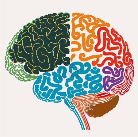 Illustration for A common vector image about a brain of ideas a human brain with various lines, shapes, and patterns representing the complex network of thoughts and ideas that are generated by the brain. - Royalty Free Image