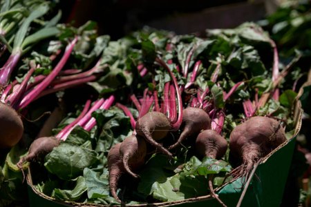 Photo for Pile of fresh agroecological organic beets with leaves from a sustainable and healthy farming system - Royalty Free Image
