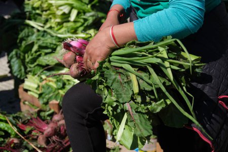 Photo for Unrecognizable person arranging a bundle of fresh agroecological organic beets and green onions from a sustainable and healthy farming system, outdoors - Royalty Free Image