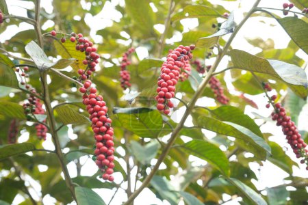Téléchargez les photos : Bignay, Antidesma bunius, fruits mûrs dans un parc à Sopo, Cundinamarca, la Colombie. - en image libre de droit