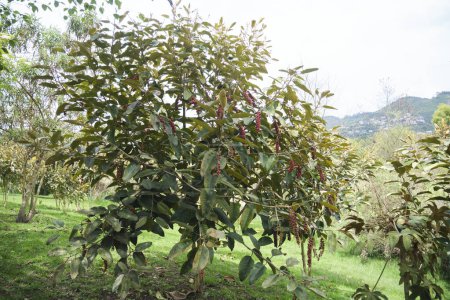 Téléchargez les photos : Bignay, Antidesma bunius, arbre dans un parc à Sopo, Cundinamarca, la Colombie. - en image libre de droit