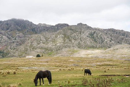 Foto de Paisaje montañoso con casa y caballos en Los Gigantes, un macizo montañoso que pertenece a la zona norte de las Sierras Grandes, un destino turístico para senderismo, trekking, en Córdoba, Argentina - Imagen libre de derechos