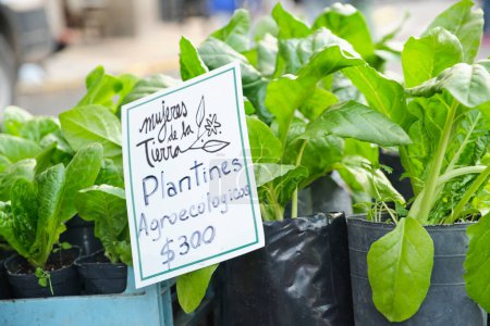 Photo for Buenos Aires, Argentina, May 20, 2023: agroecological seedlings for sale during the Expo fair of popular economy and cooperativism - Royalty Free Image