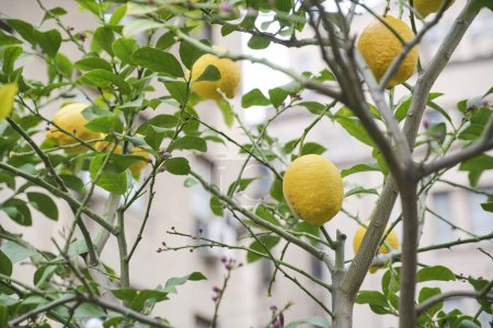 Citric fruit, agroecological lemon tree planted in an urban orchard.