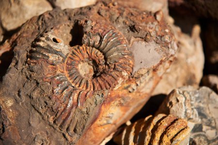 fossile de type ammonite, animal préhistorique pétrifié éteint, trouvé dans la région de Santander, Colombie.