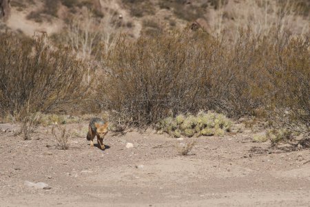Foto de Culpeo, Lycalopex culpaeus, también conocido como zorro rojo, zorro andino o lobo de Paramo, una especie de zorro sudamericano, merodeando en el área de Potrerillos de Mendoza, Argentina. - Imagen libre de derechos