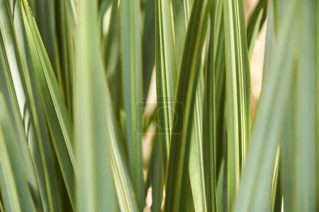 Close up view of leaves of the flax plant, phormium tenax, a popular ornamental species whose fibers are also used in the textile and paper industry.