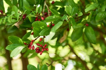 Nahaufnahme einer Pflanze von Erythroxylum coca, Zweig mit grünen Blättern und roten Beeren.
