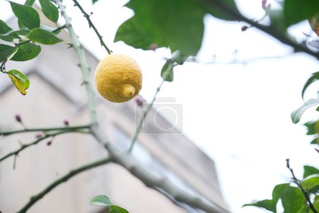 Photo for Agroecological lemon tree planted in an urban orchard. View from below of one of the fruits. - Royalty Free Image