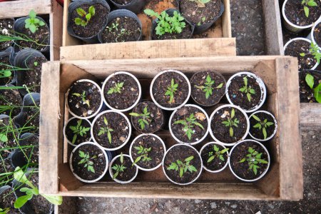 Seedlings from an agroecological vegetable garden. Concepts of growing, healthy ecological agriculture and sustainability.