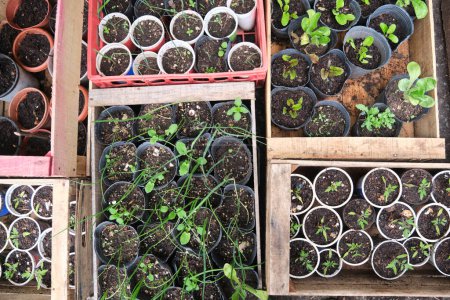 Seedlings from an agroecological vegetable garden. Concepts of growing, healthy ecological agriculture and sustainability.