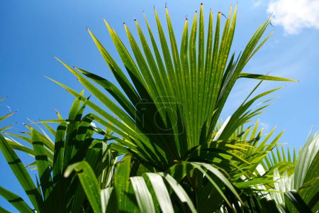 Panama plante chapeau ou palmier toquilla, Carludovica palmata, une plante de type palmier cultivée en Amérique centrale et du Sud pour utiliser ses fibres dans le tissage de chapeaux et l'élaboration d'autres objets d'artisanat.