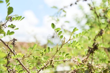 Wilder Indigo oder Anil, Indigofera suffruticosa, Strauchpflanze, die häufig zur Produktion eines blauen natürlichen Pigments verwendet wird.
