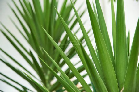 Yucca felifera, plant cultivated to use its natural fibers in the manufacture of handicrafts.