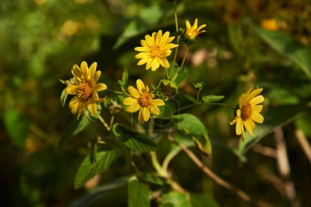 Yellow flowers of wild sunflower, Steiractinia aspera, shrub plant native to Colombia.