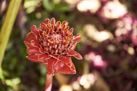 Blume der Eglingera elatior, allgemein bekannt als Fackel-Ingwer, Fackelblume oder Fackellilie, die in ganz Südostasien in dekorativen Arrangements und als beliebte Lebensmittelzutat verwendet wird.